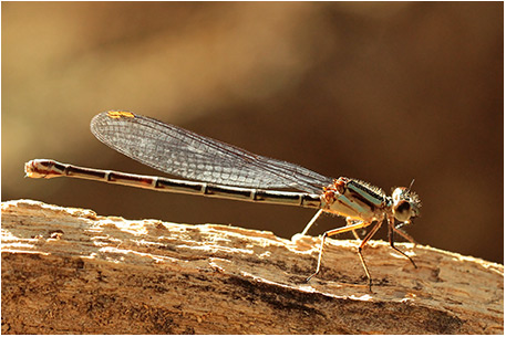 Argia oenea femelle