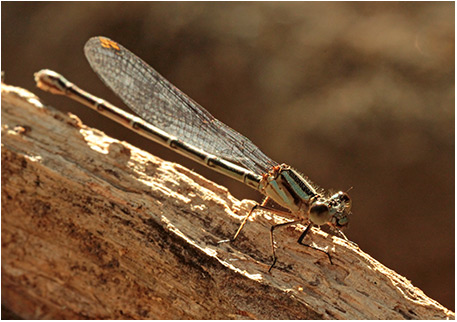 Argia oenea femelle