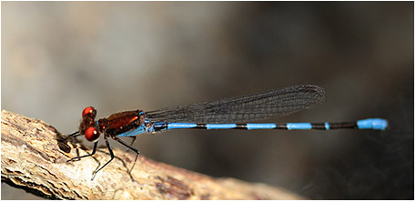 Argia oenea mâle