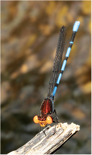 Argia oenea mâle