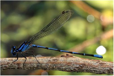 Argia popoluca mâle