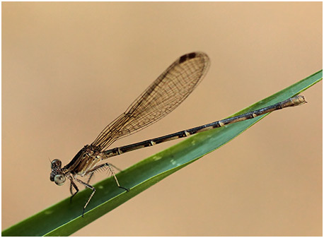 Argia pulla femelle