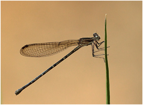 Argia pulla femelle