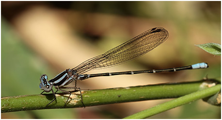 Argia pulla mâle