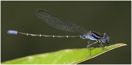 Argia pulla mâle