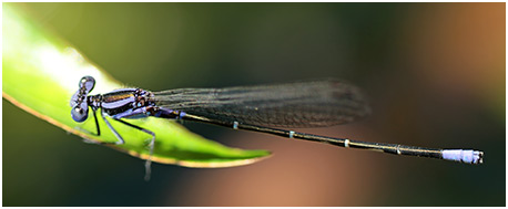 Argia pulla mâle