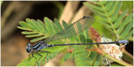 Argia pulla mâle