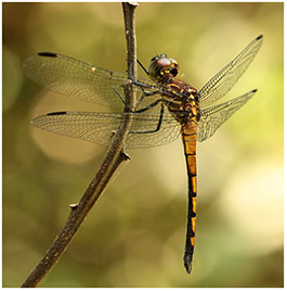 Cannaphila insularis mâle