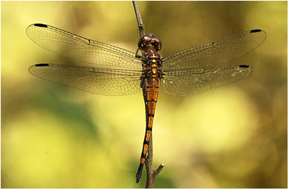 Cannaphila insularis mâle