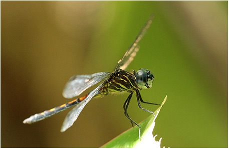 Cannaphila insularis mâle