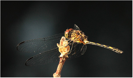 Dythemis sterilis mâle 