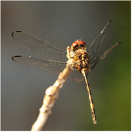 Dythemis sterilis mâle