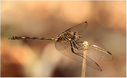 Dythemis sterilis mâle