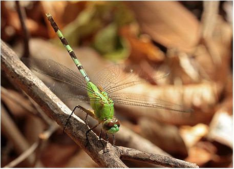 Erythemis vesiculosa femelle