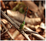 Erythemi vesiculosa femelle