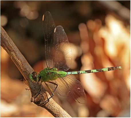 Erythemis vesiculosa femelle