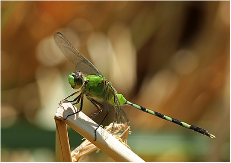 Erythemis vesiculosa mâle