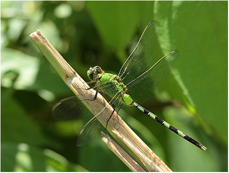 Erythemis vesiculosa mâle