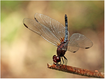 Erythrodiplax fusca mâle