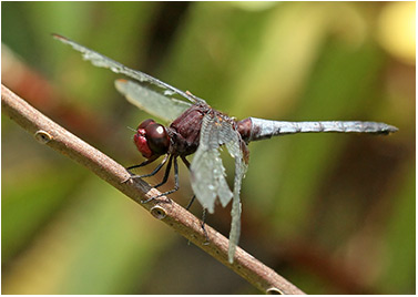 Erythrodiplax fusca mâle