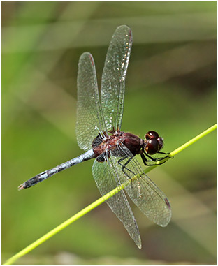 Erythrodiplax fusca mâle