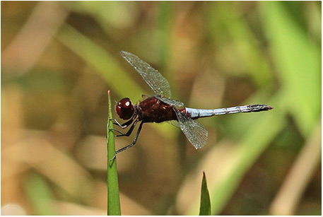 Erythrodiplax fusca mâle