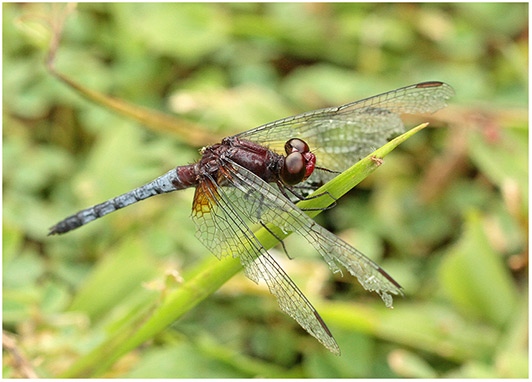 Erythrodiplax fusca mâle