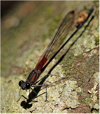 Hetaerina capitalis mâle 