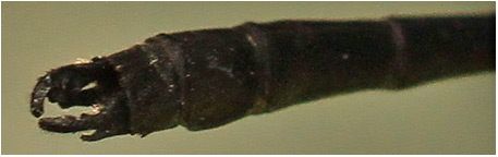 Hetaerina fuscoguttata