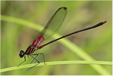 Hetaerina occisa mâle