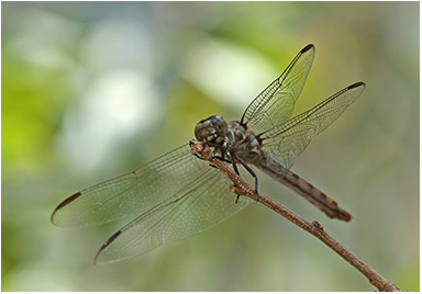 Orthemis ferruginea femelle