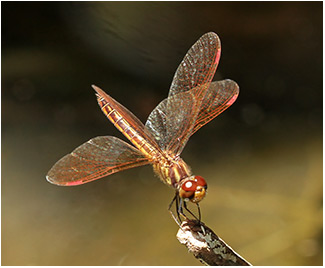 Perithemis domitia mâle