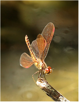 Perithemis domitia mâle