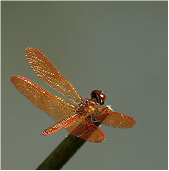 Perithemis domitia mâle