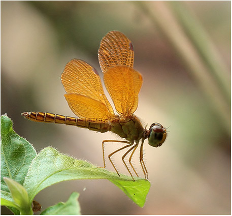 Pertithemis electra mâle