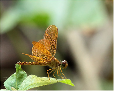 Pertithemis electra mâle