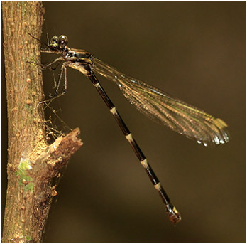 Philogenia sp. femelle