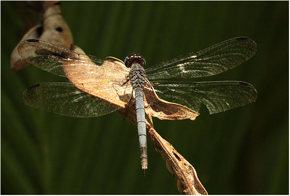 Uracis turrialba femelle