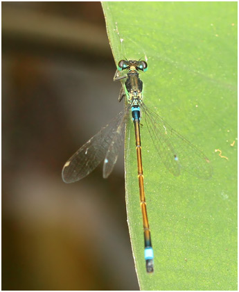 Ischnura senegalensis mâle