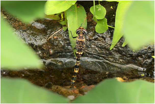 Zygonyx torridus femelle en ponte