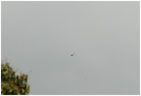 Zygonyx torridis mâle en vol, au loin...