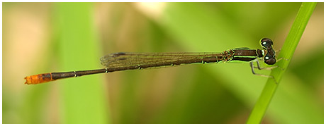 Agriocnemis pygmaea mâle