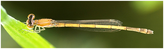 Agriocnemis minima femelle