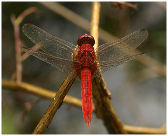 Crocothemis servilia mâle