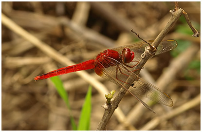 Crocothemis servilia mâle