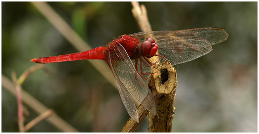 Crocothemis servilia mâle