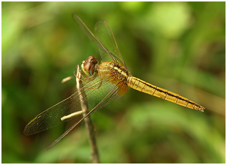 Crocothemis servilia femelle