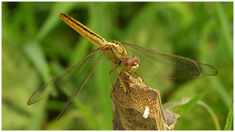 Crocothemis servilia femelle