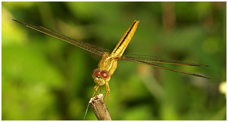 Crocothemis servilia femelle