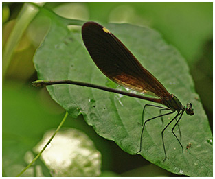 Matrona basilaris femelle